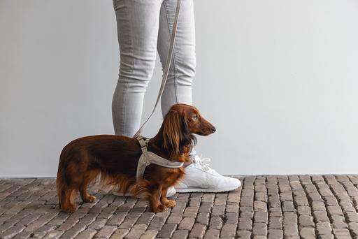 Actual product image Designed by Lotte Velura (XXS, XS, S, M, L, Dog, General)