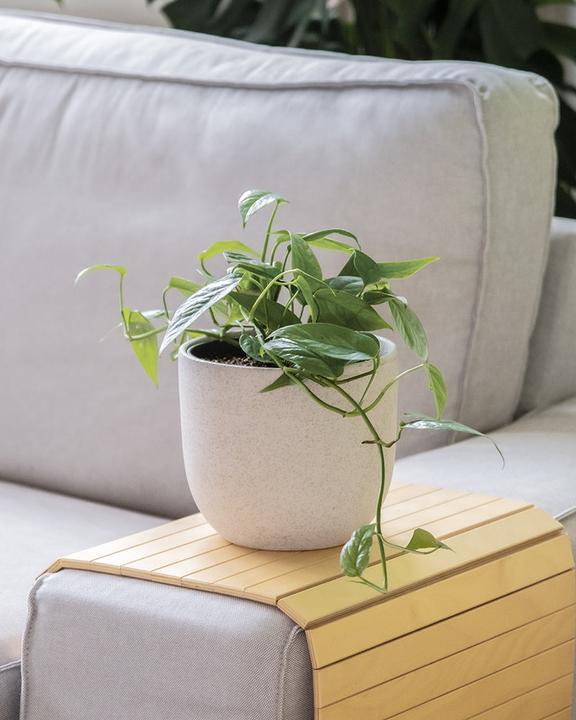 Produktbild feey Epipremnum pinnatum 'Cebu Blue' (25 cm, Frisch umgetopft)
