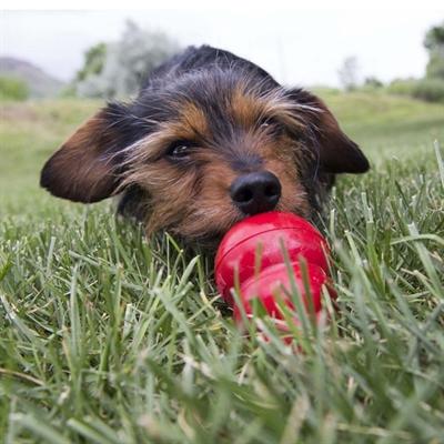 Image du produit KONG Pâte de foie farcie et farcie (Jouet alimentaire pour chien)