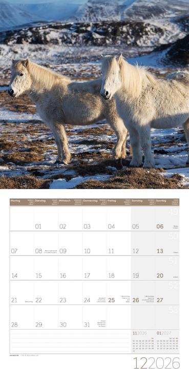 Produktbild Pferde Kalender 2026 - 30x30 (30 x 30 cm, Harter Einband, Deutsch)