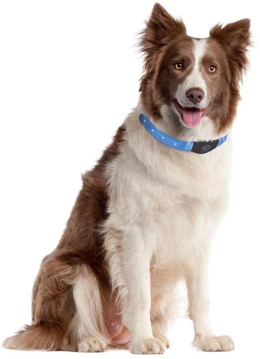 Produktbild Karlie Visio Light Led Langhaar Hundehalsband (Hund, Spazieren)