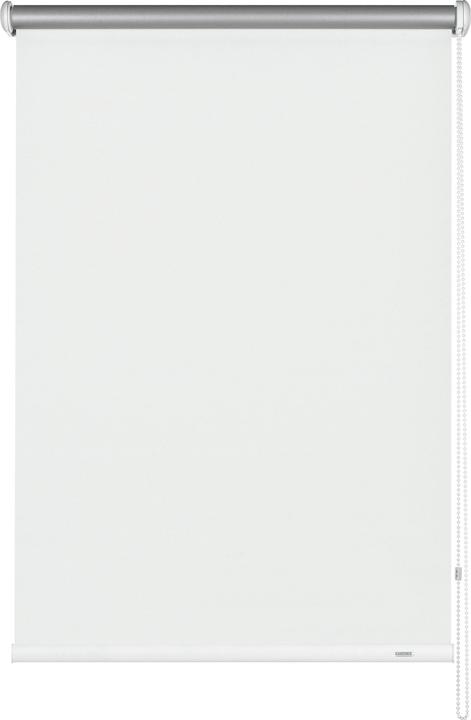 441 White