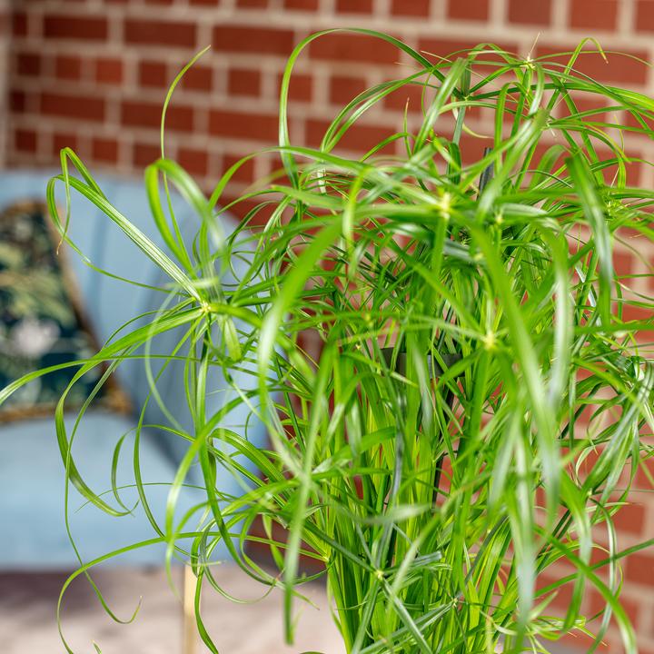 Image du produit Flowerbox Herbe de Chypre (60 cm)