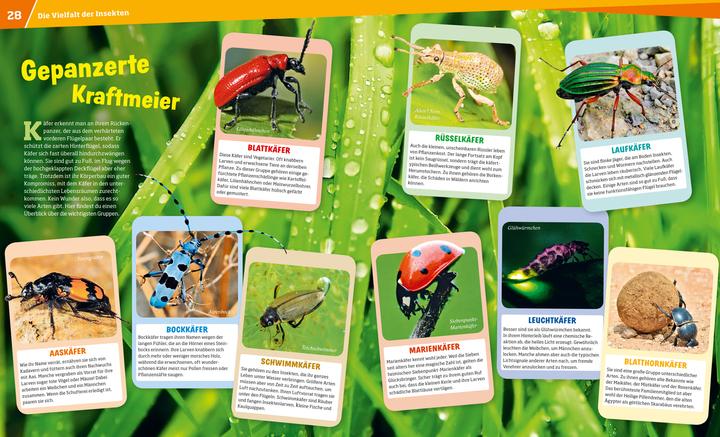 Actual product image Tessloff WAS IST WAS Band 30 Insekten. Überlebenskünstler auf sechs Beinen (German, Alexandra Rigos, 2018)