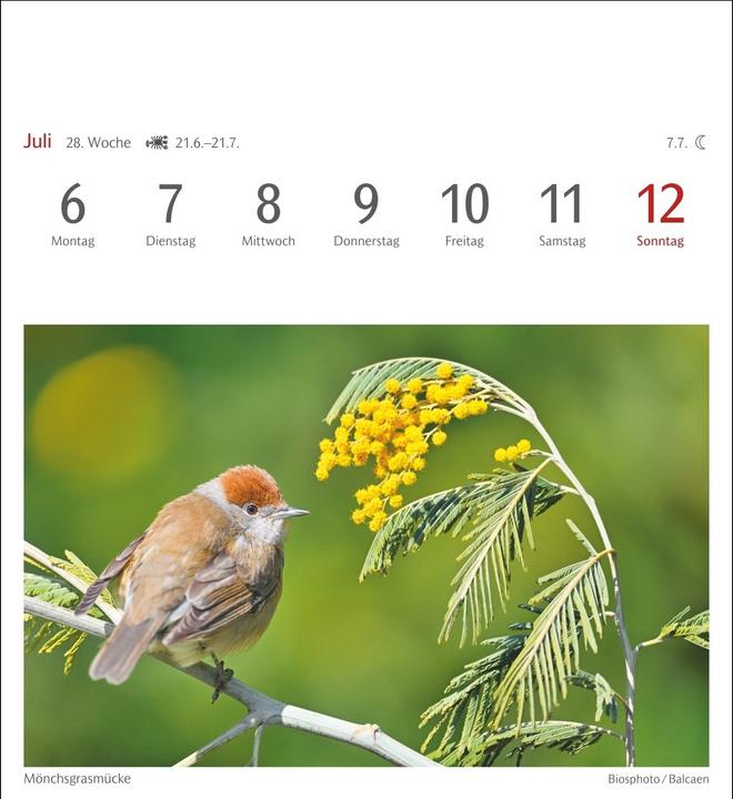 Produktbild Harenberg Heimische Vögel Postkartenkalender 2026 - Wochenkalender mit 53 Postkarten (Deutsch)