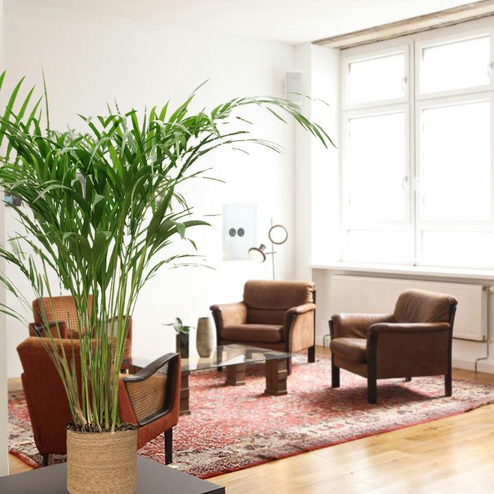 Produktbild VEG and the City Goldfruchtpalme - Dypsis lutescens (80 cm)