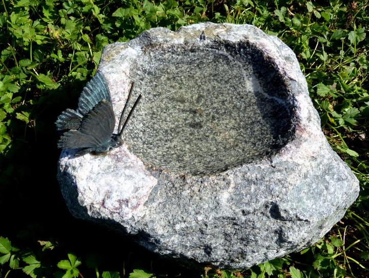 Image du produit Neogard Trnches d'oiseaux avec papillon