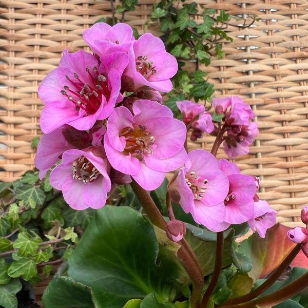 Produktbild Säntispracht 4 er Set, Die dauerhafte Bergenie in Pink - Bergenia Cultivars Rosenkristall (40 cm)