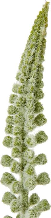 Immagine prodotto Hill Interiors Stelo di Eremurus Pianta artificiale (88 cm)