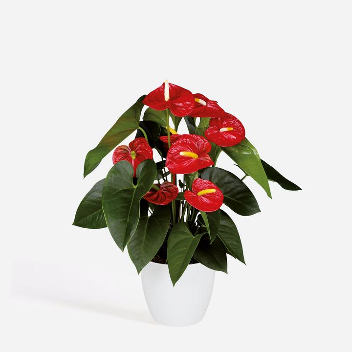 Immagine prodotto Plant in a Box Anthurium 'Royal Champion' - Flamingoblume (35 cm)