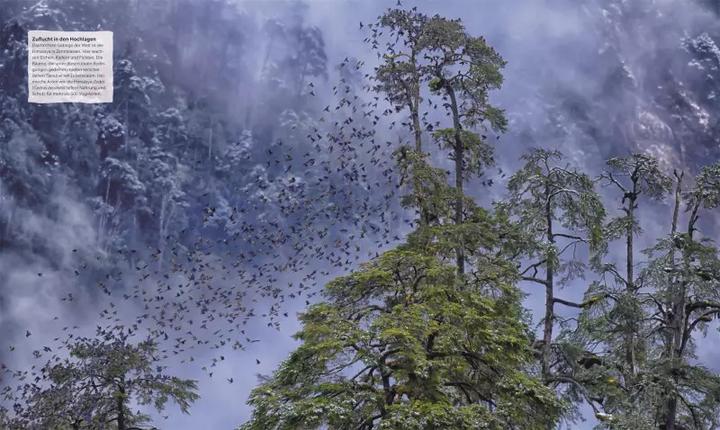 Image du produit Bäume - Eine Natur- und Kulturgeschichte (Allemand, Andrew Mikolajski, Michael Scott, Keith Rushforth, Dr. Ross Bayton, Agnes Pahler, 2022)