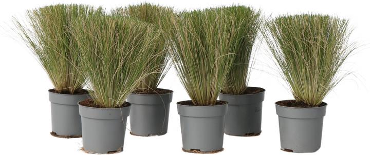 Plant in a Box Stipa tenuifolia 'Pony Tails' - 6er Set Zier Federgras (20 cm)