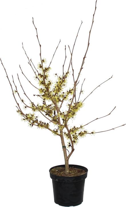 Produktbild Zulauf Zaubernuss / Hamamelis in. 'Arnold Promise' (80 cm)