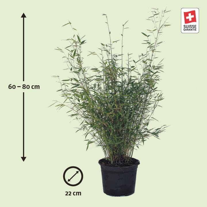 Immagine prodotto Zulauf Garten-Bambus / Fargesia rufa (80 cm, Amichevole per gli animali)
