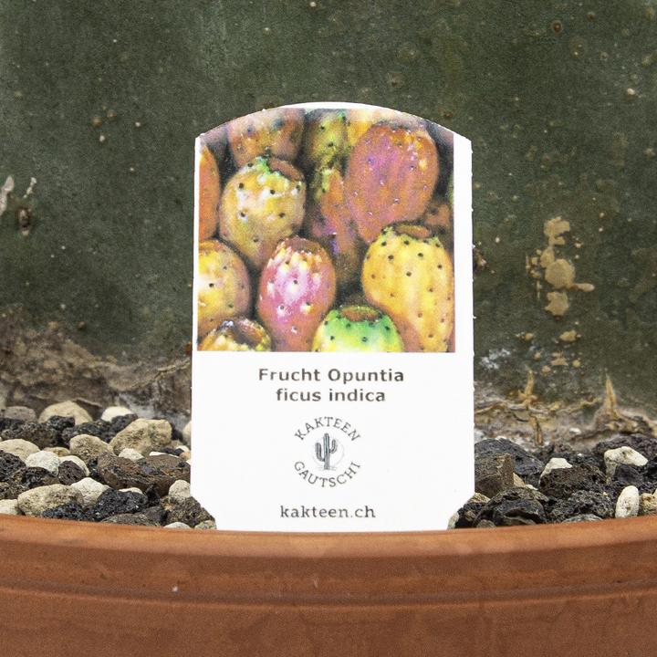 Produktbild Kakteen Gautschi Opuntia essbare Früchte (55 cm)