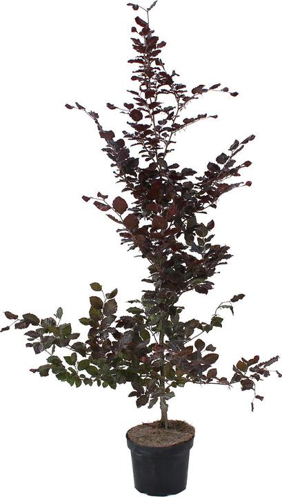 Actual product image Zulauf Copper Beech (125 cm)