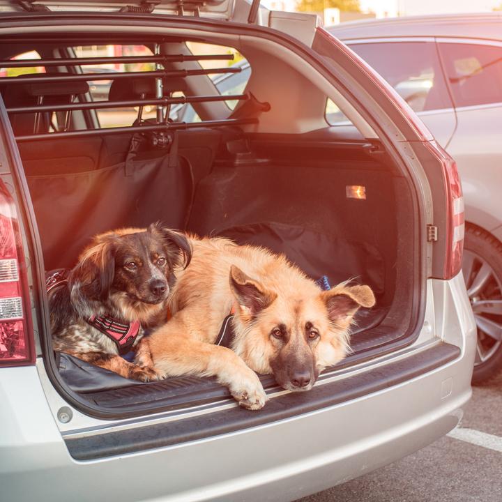 Produktbild Relaxdays Hundedecke (Hund, Reflektoren, Atmungsaktiv)