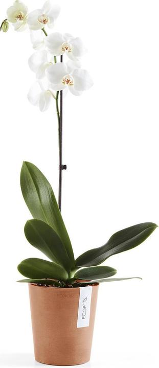 Actual product image Ecopots Morinda