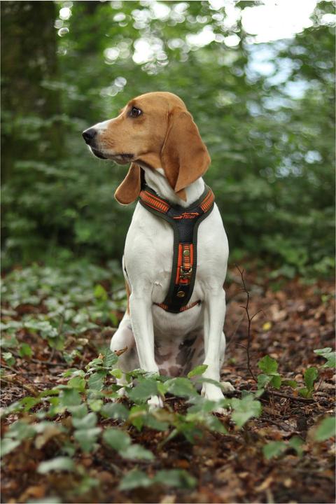 Produktbild Niggeloh Hundeführgeschirr Follow (S, Hund, Allgemein)