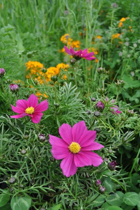 Produktbild Säntispracht Die Kosme,e unser langblühender Sommerhit - Cosmos bipinnatus 'Sonata Carmin' (80 cm)
