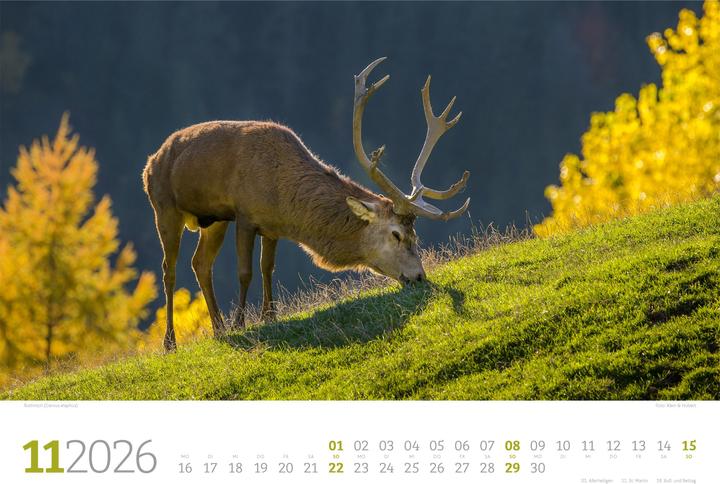 Image du produit Tierwelt Wald Kalender 2026 (45 x 33 cm, Couverture rigide, Allemand)