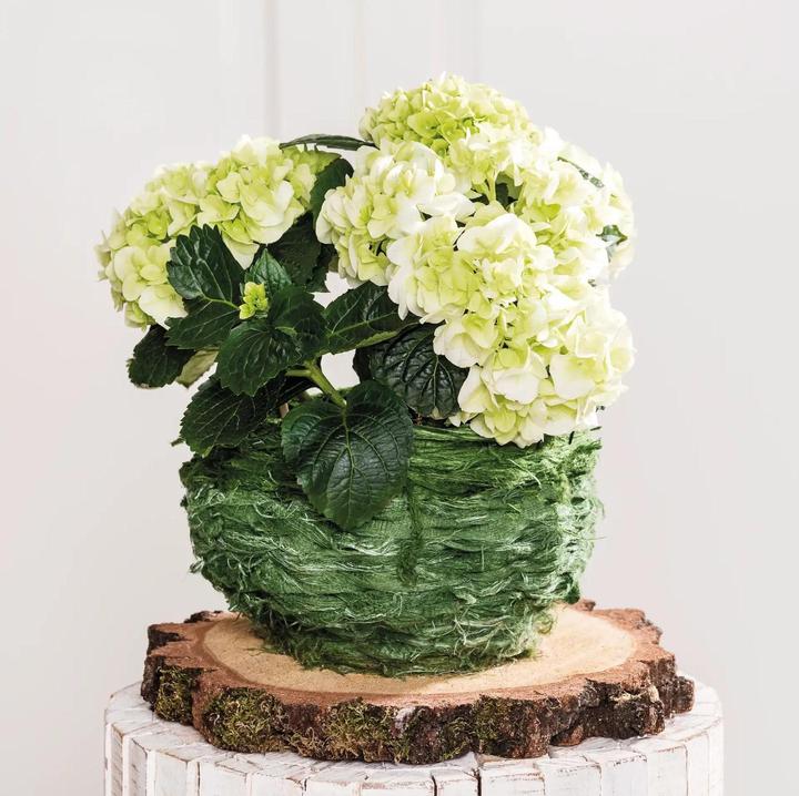 Produktbild Opiflor Holzscheiben rund, 40 cm x 3.5-4 cm