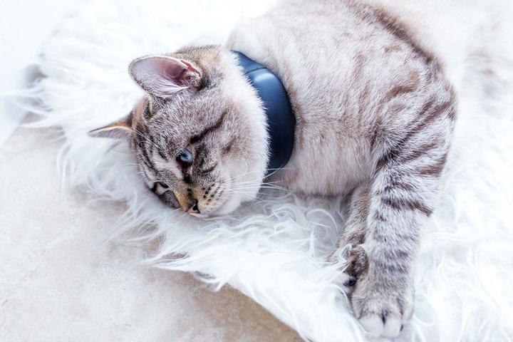 Actual product image Tractive GPS Tracker (Cat, Walks)