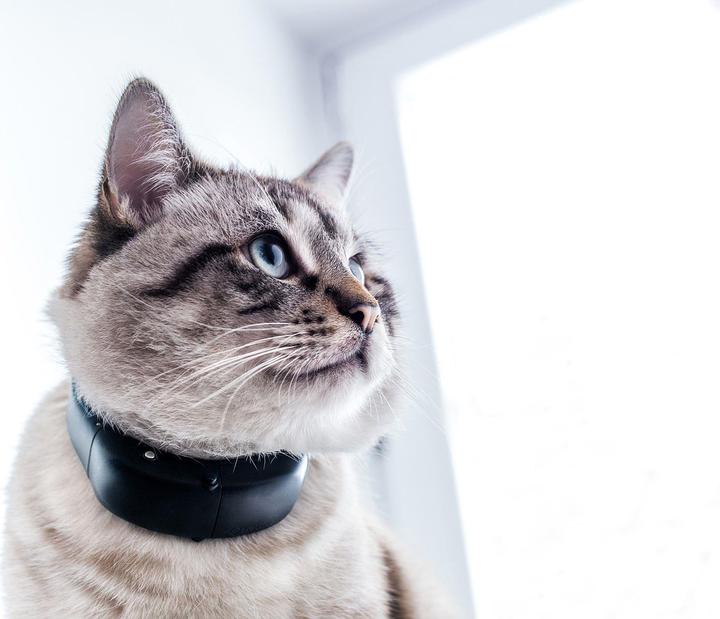 Actual product image Tractive GPS Tracker (Cat, Walks)