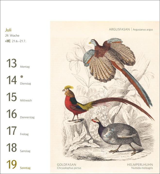 Produktbild Harenberg Vögel Postkartenkalender 2026 - Postkartenkalender mit 53 historischen Zeichnungen (Harter Einband, Deutsch)