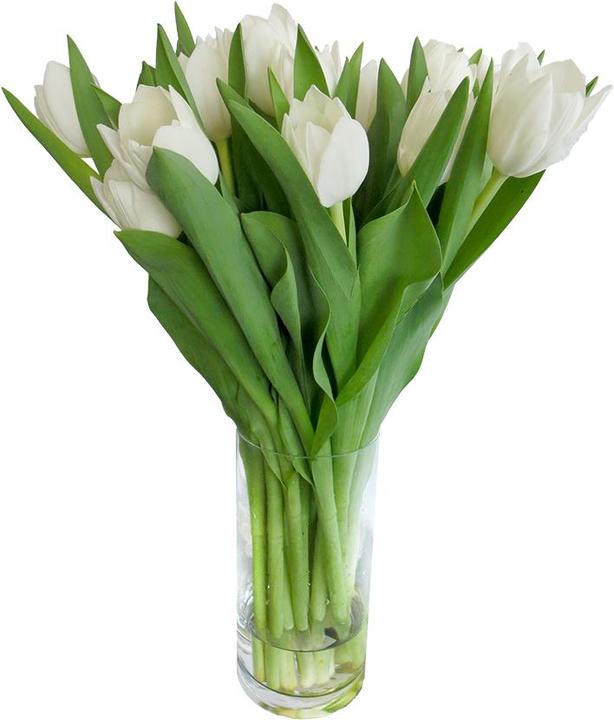 Rutishauser Blumen Tulpen (Schnittblumen)