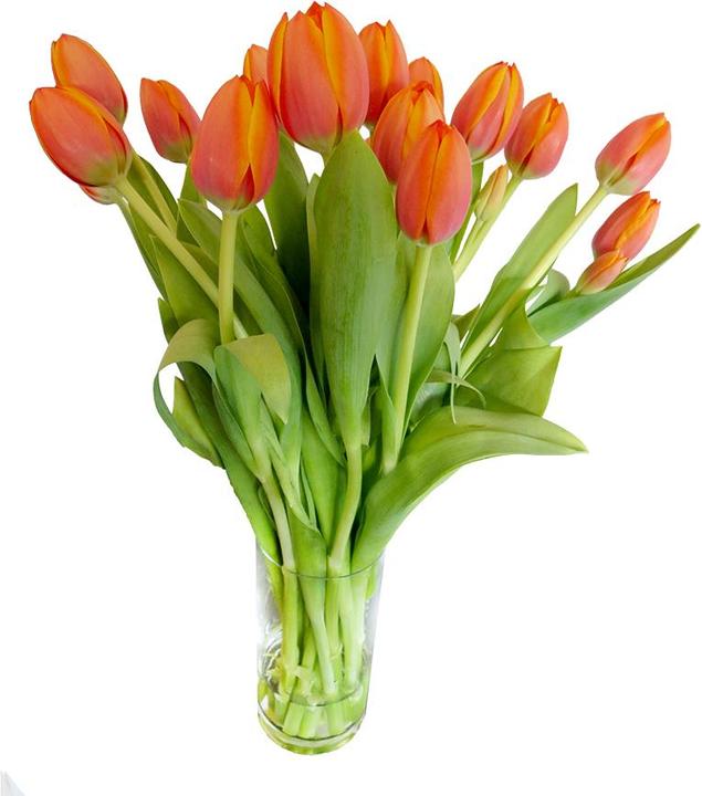 Rutishauser Blumen Tulpen (Schnittblumen)