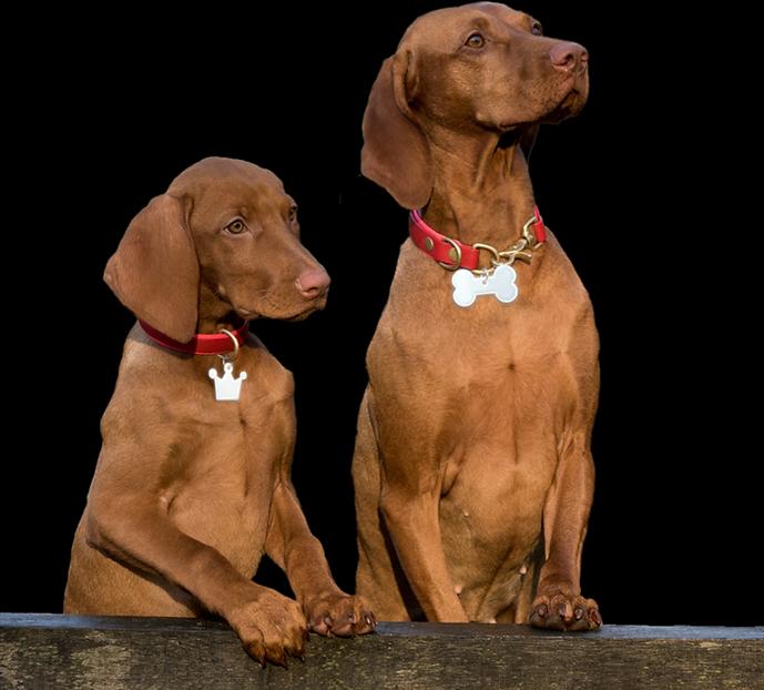 Immagine prodotto Softreflector Riflettore per ossa di cane (Cane, Sport cane)