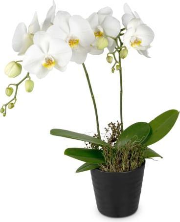 Immagine prodotto Fleurop Orchidea bianca (Phalaenopsis) in cachepot (Fiori recisi)
