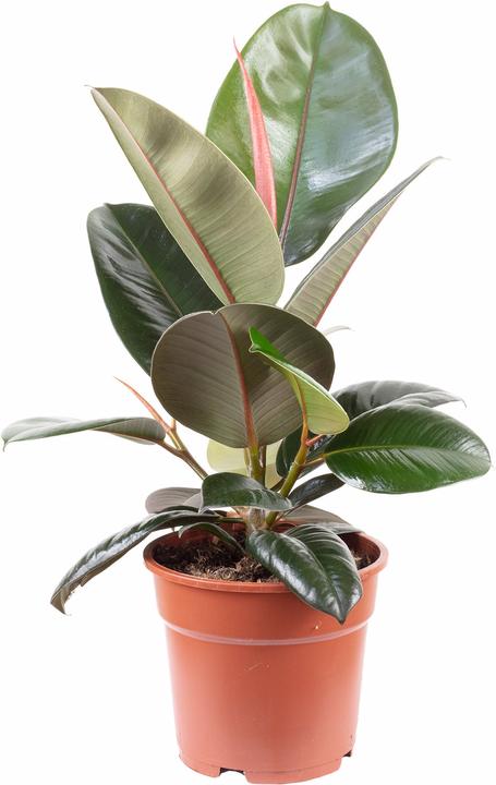 Produktbild Flowerbox Gummibaum - Ficus elastica "Robusta" (50 cm)