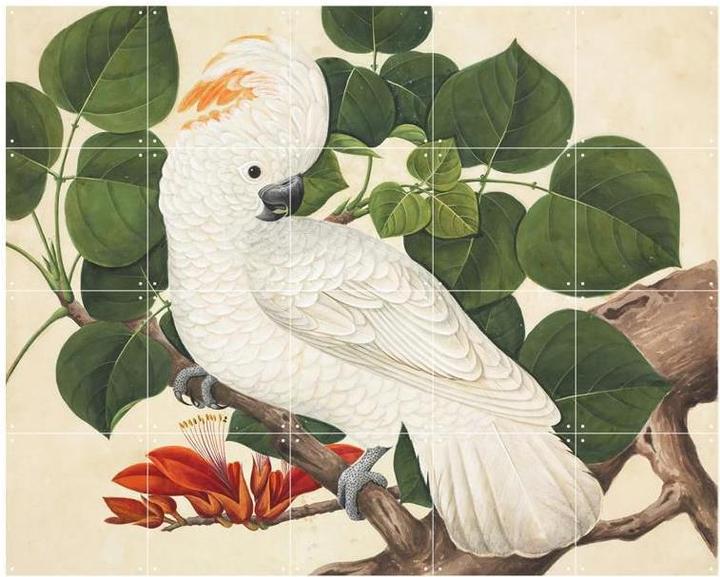 Immagine prodotto Ixxi Cacatua (80 x 100 cm)