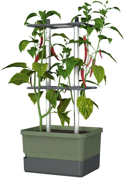 Produktbild Gusta Garden Charly Chili (35 cm)