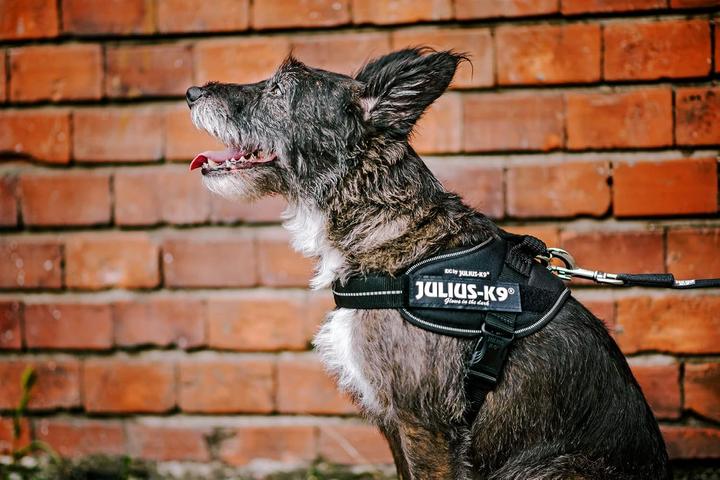 Immagine prodotto Julius-K9 Imbracatura K9 Idc Powair Blu Mi (S, Cane, Generale)