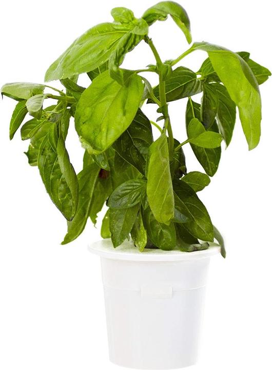 Image du produit Click and Grow Basil (Graines d'herbes aromatiques)