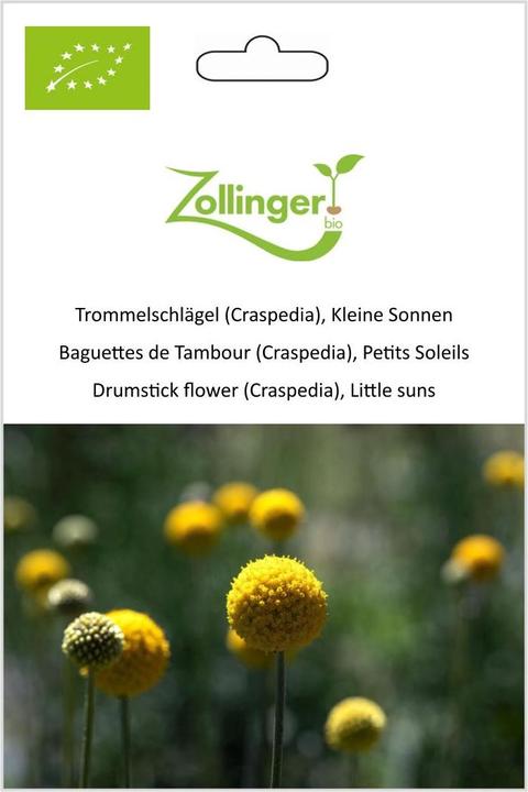 Produktbild Zollinger Bio Trommelschlägel (Craspedia), Kleine Sonnen
