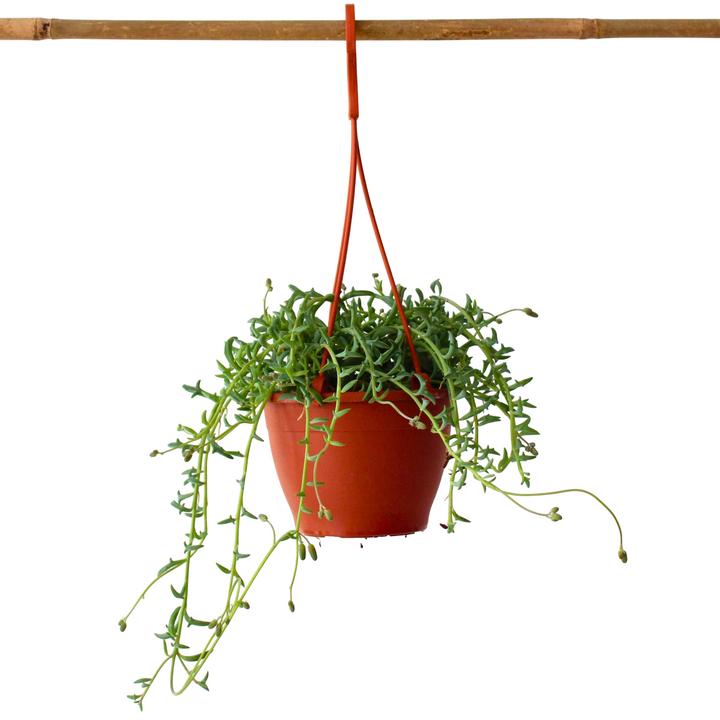 Produktbild Plant in a Box Senecio peregrinus - Delfinpflanze (10 cm)
