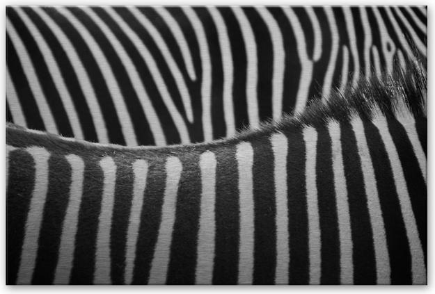 Image du produit Trenddeko Motif zèbre (60 x 40 cm)