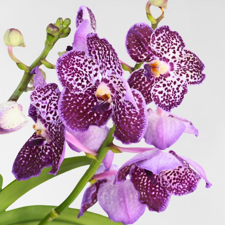 Actual product image Plant in a Box Vanda 'Lila' - Orchid (60 cm)