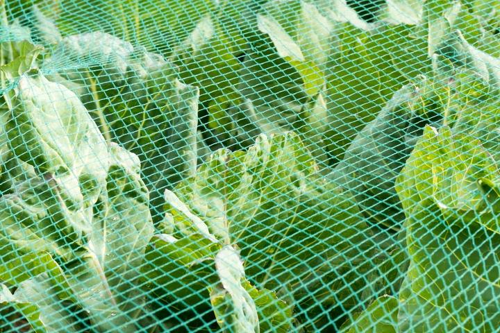 Immagine prodotto Aquagart Teichnetz 7m x 8m Reiherschutz Silonetz Laubschutznetz Vogelschutznetz Laubnetz