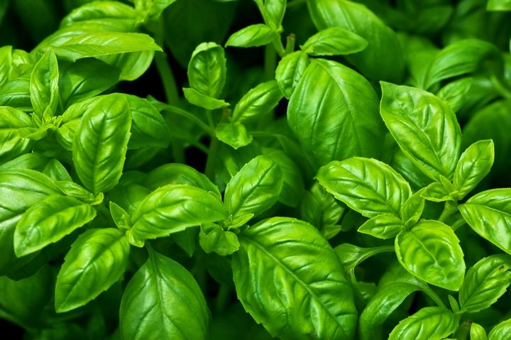 Actual product image Samen Mauser Basil large-leaved (Herb seeds)