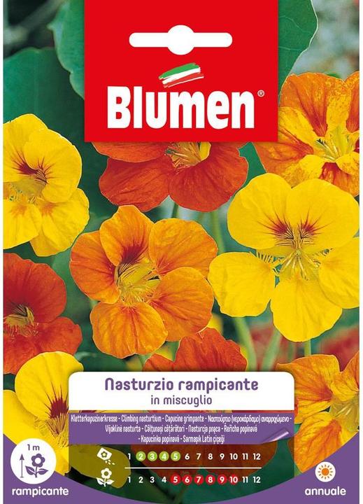 Actual product image Blumen Seeds climbing nasturtium mix (Flower seeds)