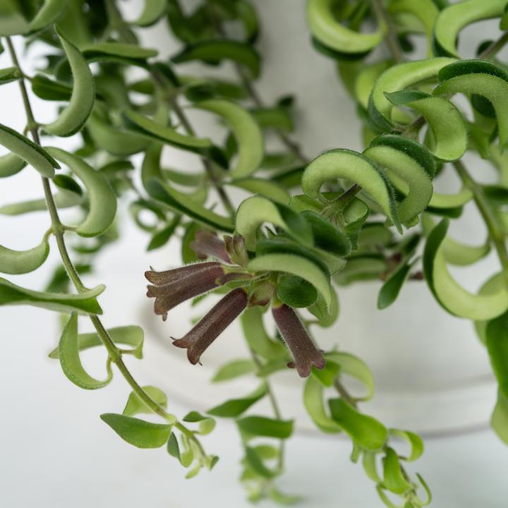 Produktbild Plant in a Box Aeschynantus Twister - 2er Set Twister Pflanze (20 cm)