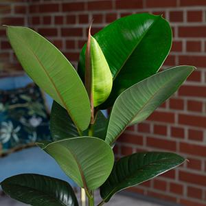 Image du produit Flowerbox Ficus elastica "Robusta (50 cm)