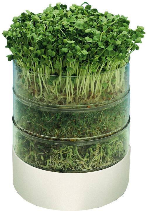 Actual product image Samen Mauser Germinator Bioset (Seedlings)