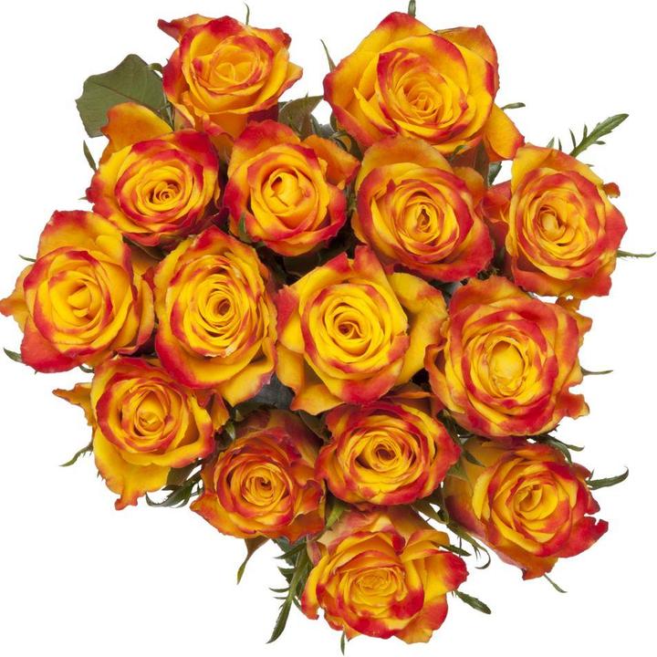 Immagine prodotto Rose dell'Ecuador 14 pezzi 60cm arancione (Fiori recisi)