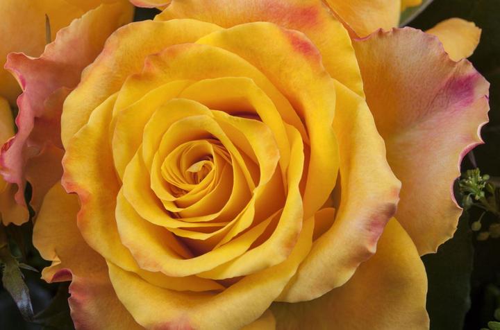 Immagine prodotto Rose dell'Ecuador 14 pezzi 60cm arancione (Fiori recisi)